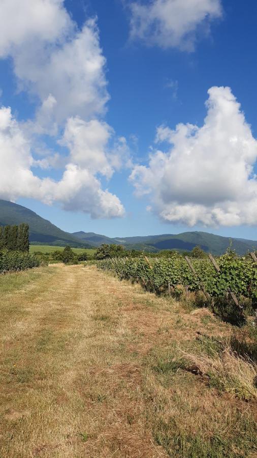Ravissant Studio Dans Un Cadre Agreable Soultz-Haut-Rhin Exteriér fotografie